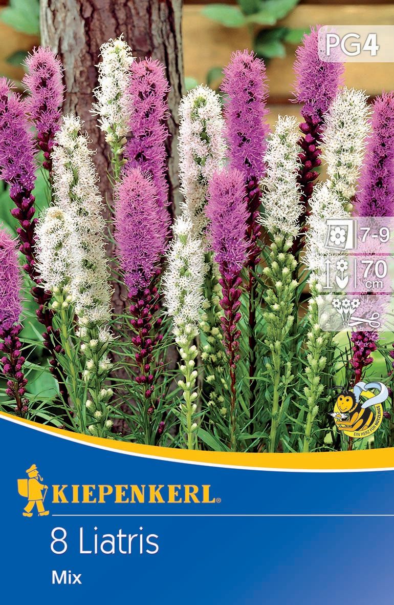 Prachtscharte Liatris Blau und Weiß