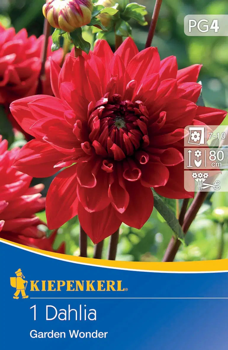 Dekorative Dahlie Garden Wonder
