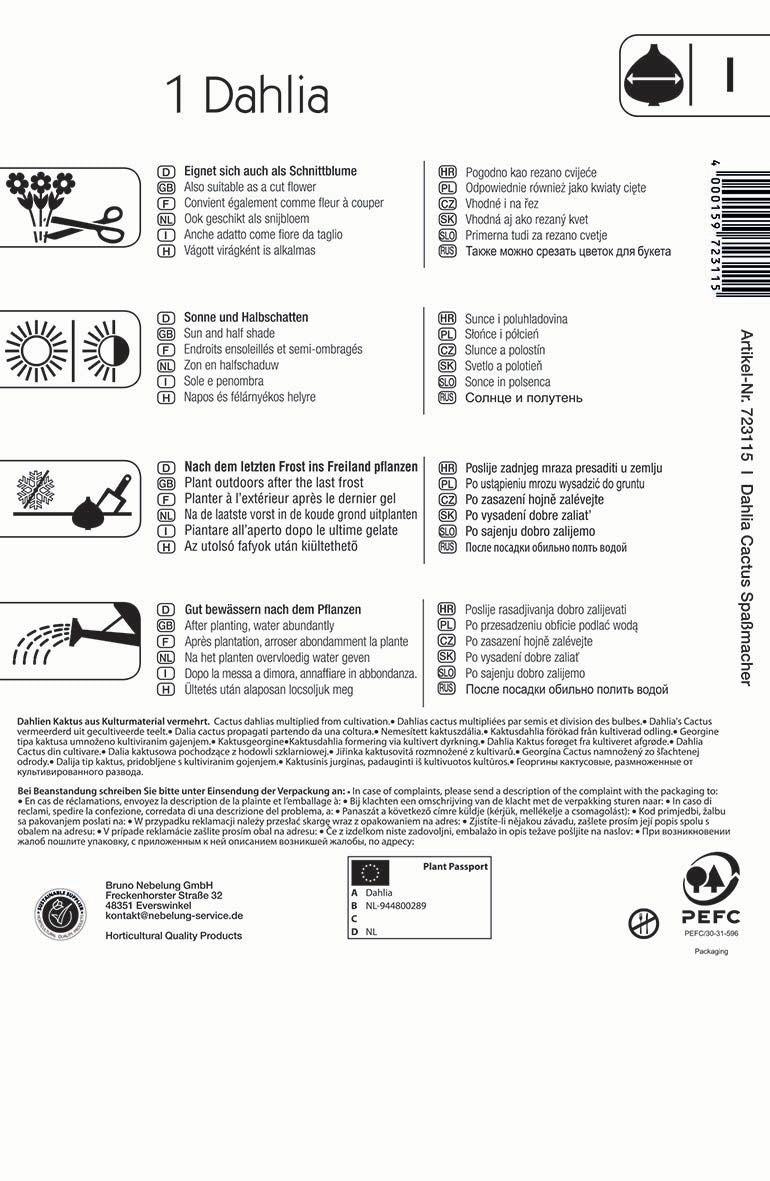 Kaktus-Dahlie Spaßmacher