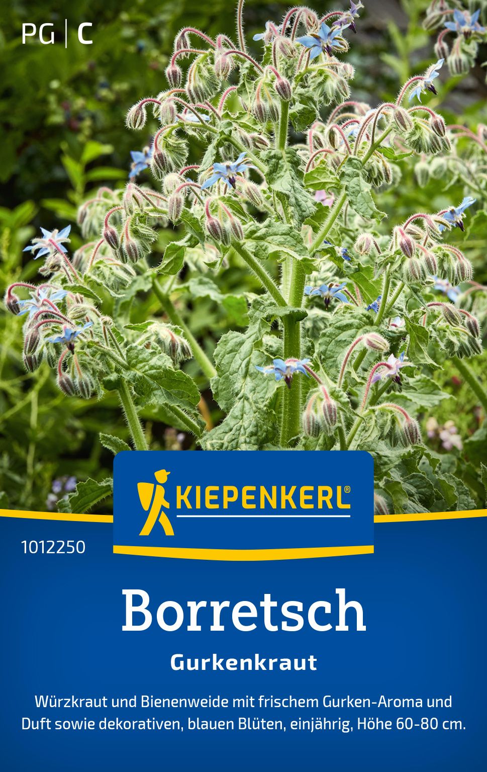 Borretschsamen Gurkenkraut