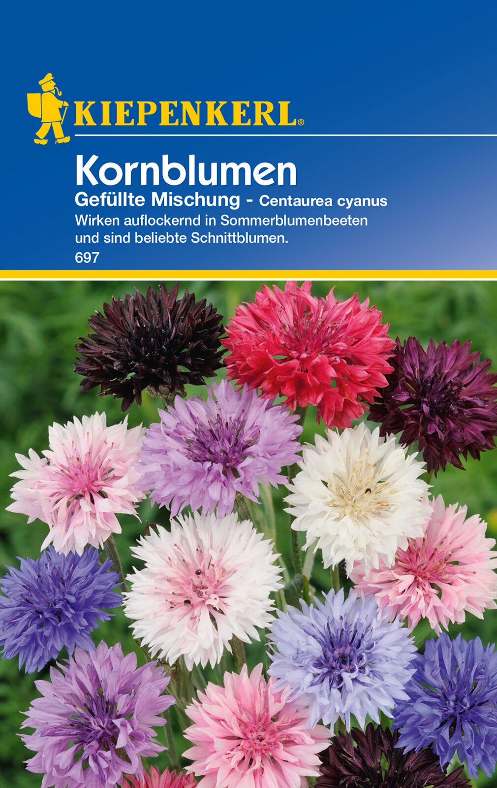 Kornblumensamen Gefüllte Mischung
