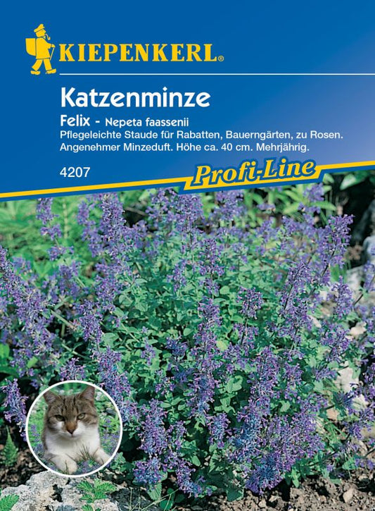 Katzenminze Felix