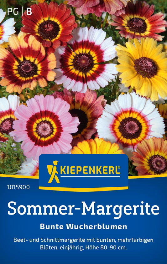 Sommer-Margeritensamen Bunte Wucherblumen