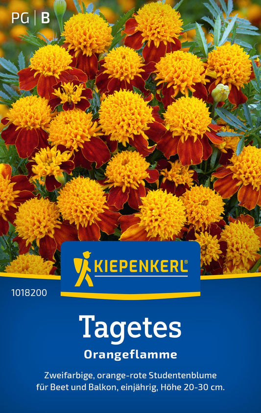 Tagetessamen Orangeflamme