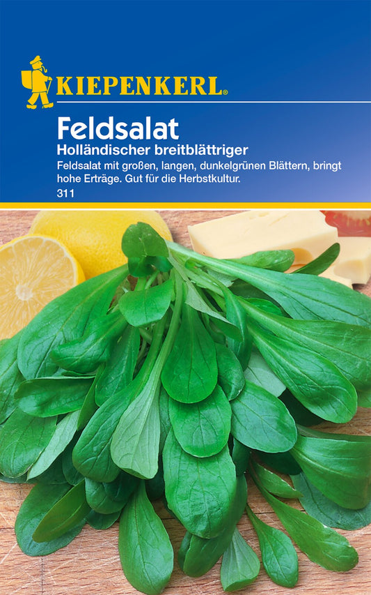 Feldsalatsamen Holländischer breitblättriger