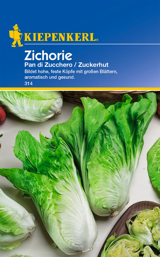 Zichoriensamen Pan di Zucchero / Zuckerhut