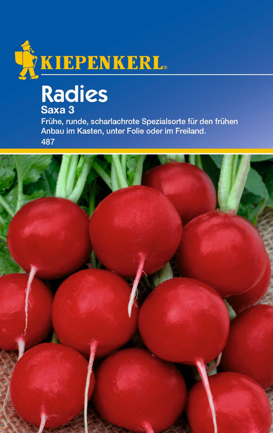Radieschensamen Saxa 3
